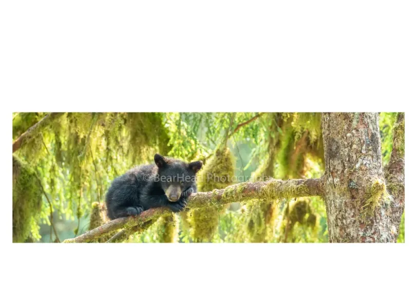 Sleepy Tree