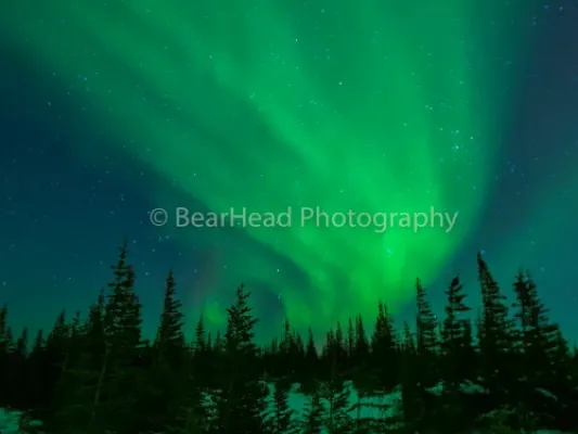 Wide Forest Lights