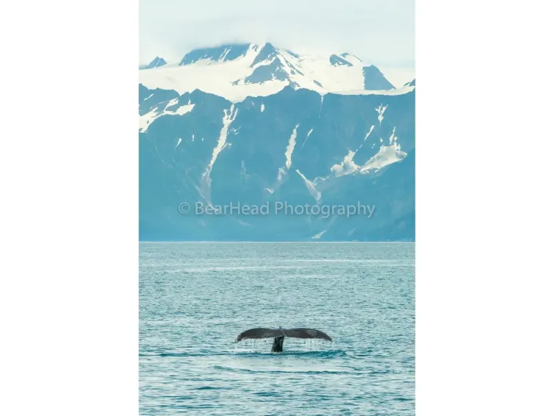 Mountain Tail