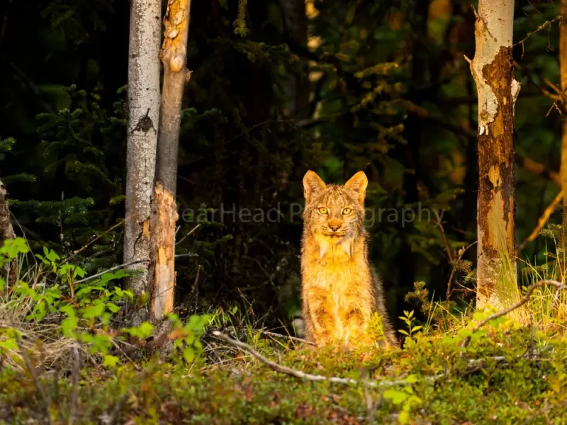 Lynx Light