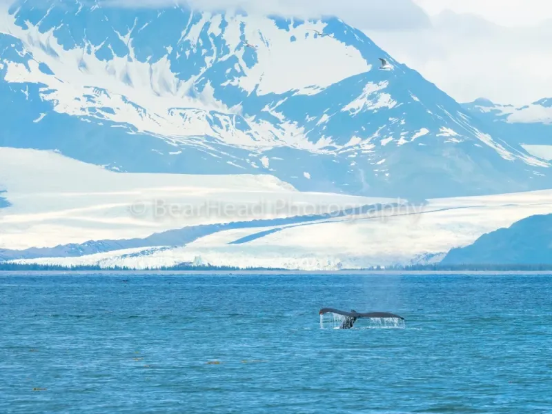 Glacier Whale
