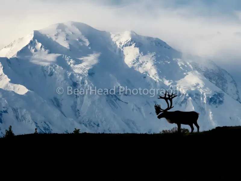 The Great Caribou