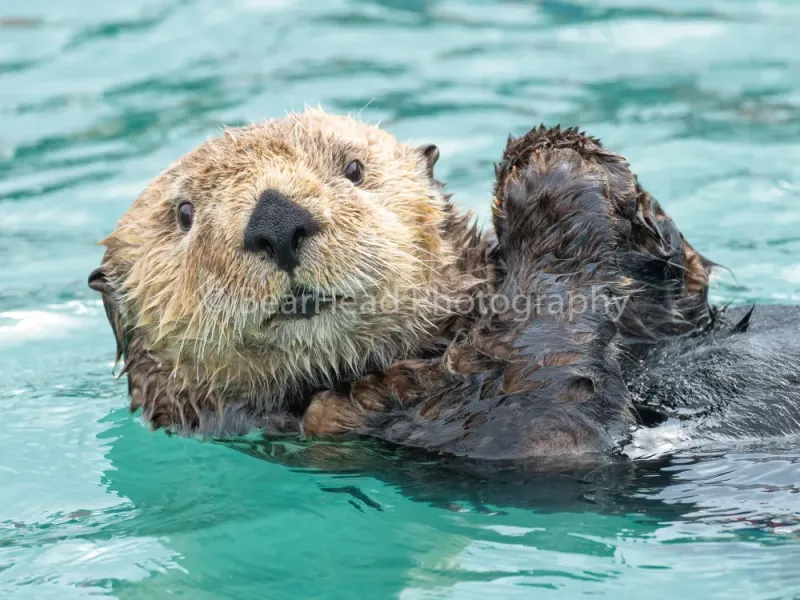Happy Swimming