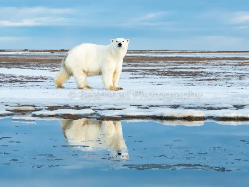Ice is Coming