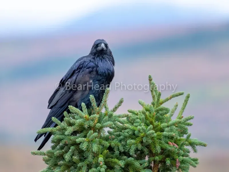 Raven Beuty