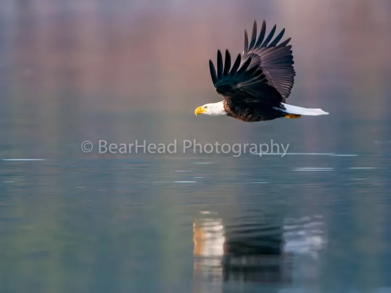 Flying Low