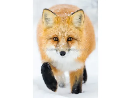 On the Hunt
