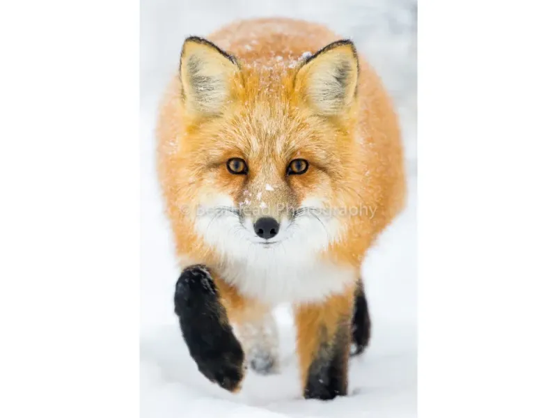On the Hunt