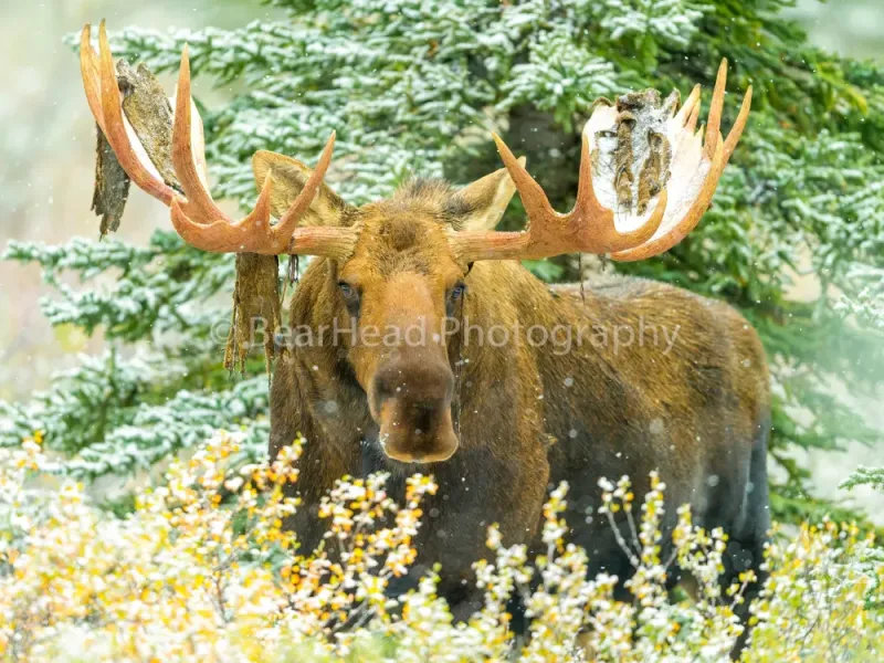 Snow Moose