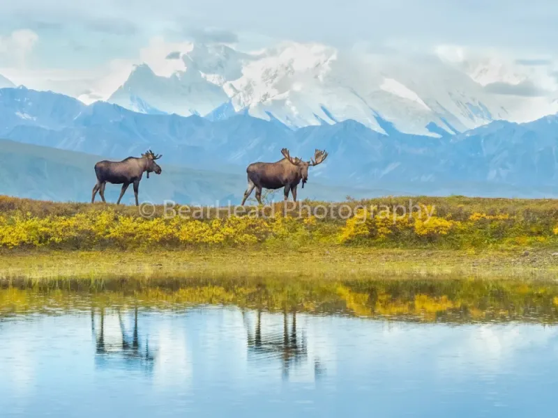 Alaskan Reflections