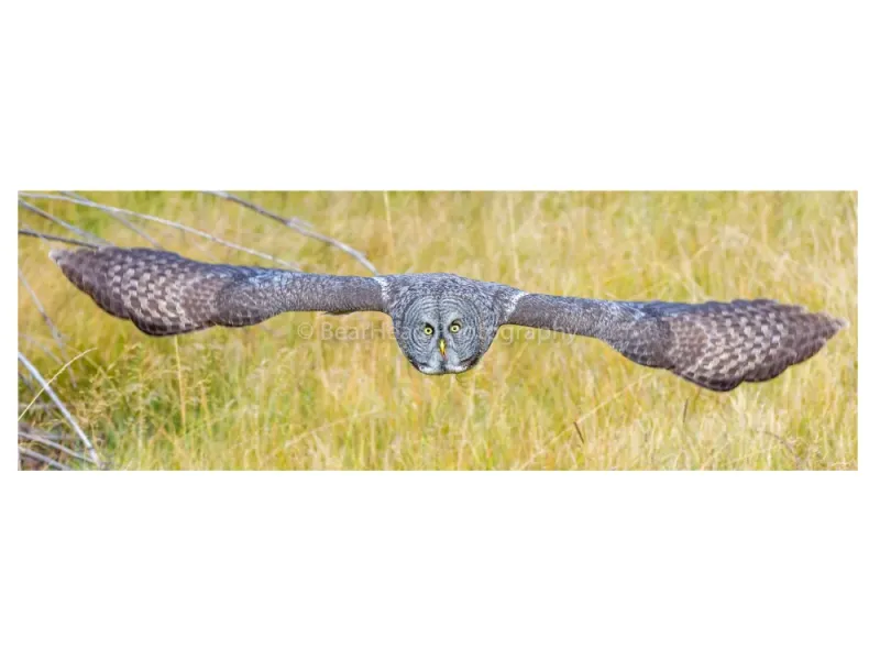 Great Wingspan