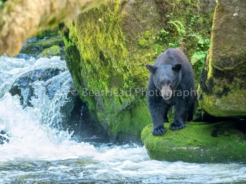 River Watching