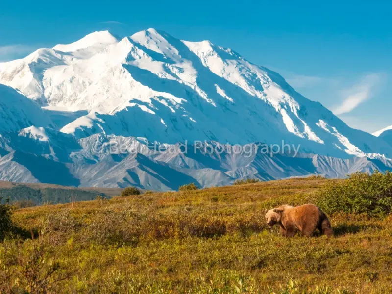 Roaming Wild