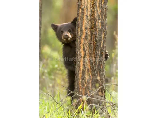 Tree Hiding