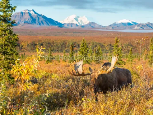 Moose Dreams