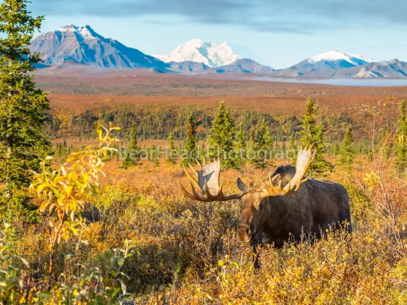 Moose Dreams