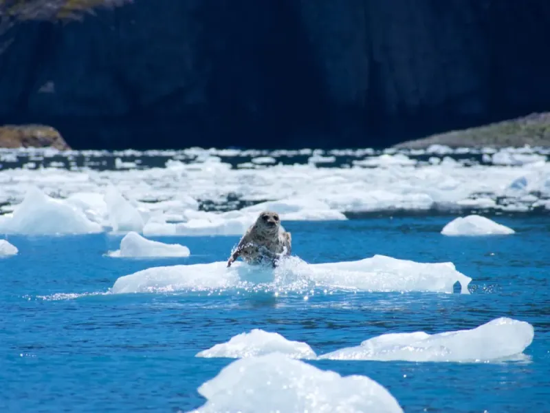 Six Hour Tour Deeper into Kenai Fjords National Park / Aialik Bay