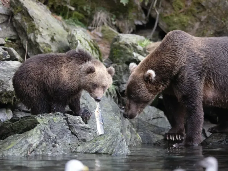 Bear and Wildlife Tour