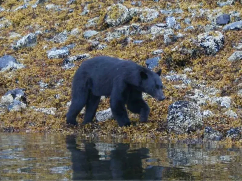 Prince of Wales Bear Viewing Tour