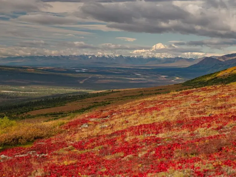 Denali Heli Hiking Expedition