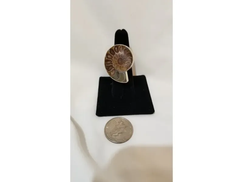 Ammonite Ring