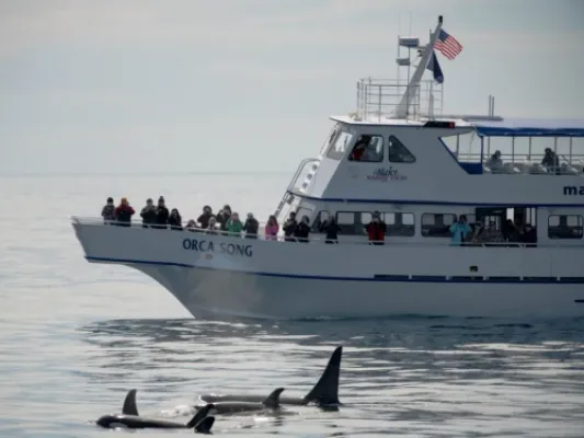 4 Hour Kenai Fjords Wildlife Cruise
