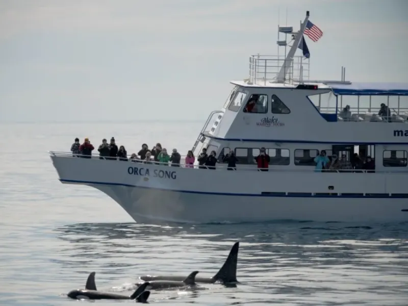 4 Hour Kenai Fjords Wildlife Cruise