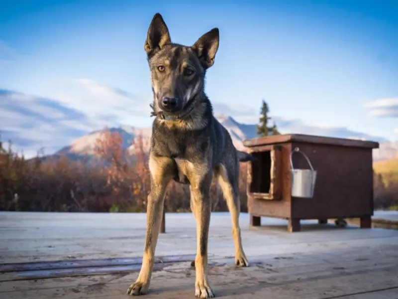 Evening Old Susitna Lodge Summer Mushing Experience