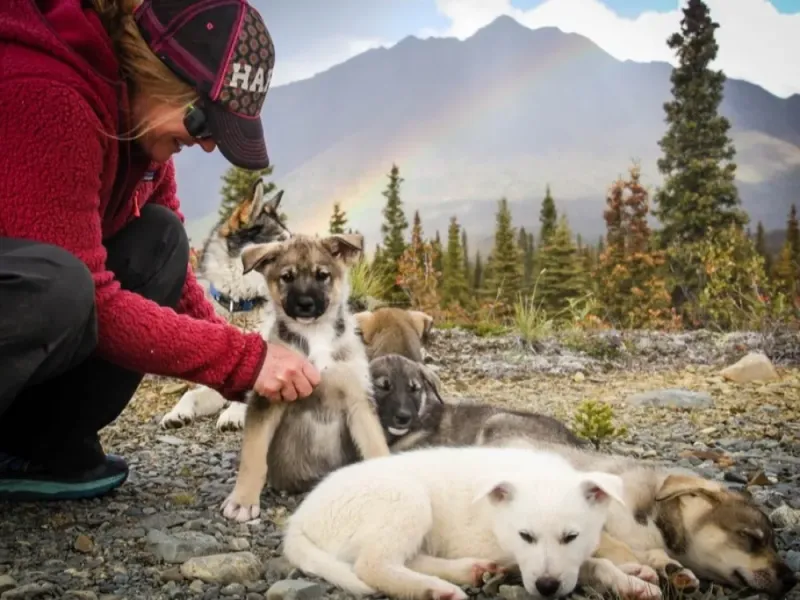 Morning Cantwell Summer Mushing Experience