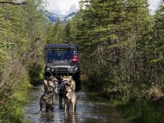 Afternoon Cantwell Summer Mushing Experience