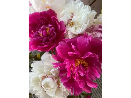 For anniversary, wedding, birthday and holiday, Solid Red and White with red fleck Peony flowers!