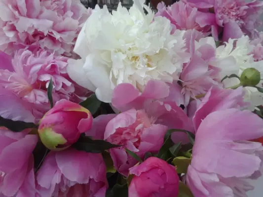 For anniversary, wedding, birthday and holiday, Light and Dark pink mix peony flowers!