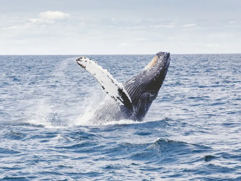 Large Group Private Whale Watching Charter