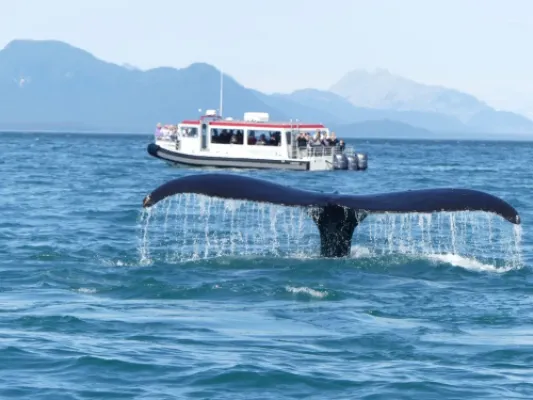 Guaranteed Whale Watching
