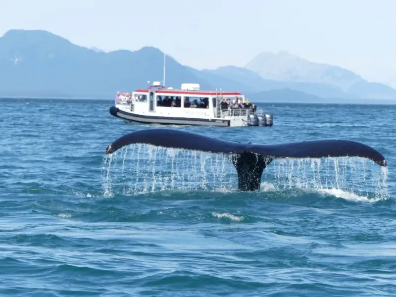 Guaranteed Whale Watching