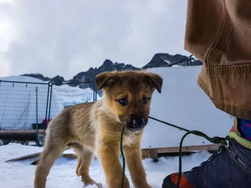 Dog Sledding Summer Camp
