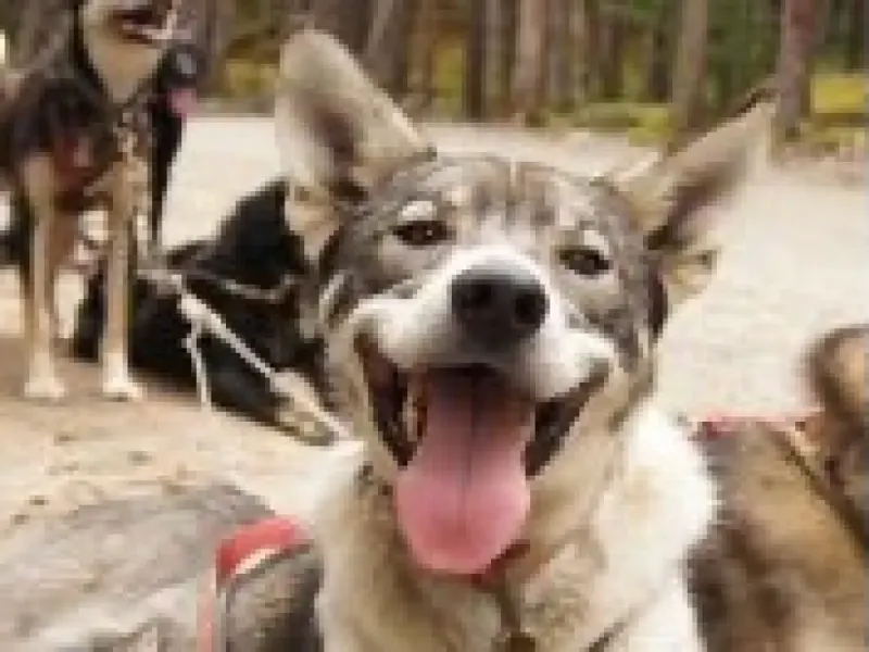 Skagway Sled Dog Adventure - 2023