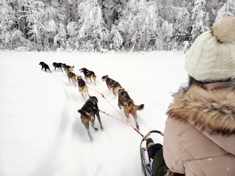 Winter Dog Sled Adventure Tour