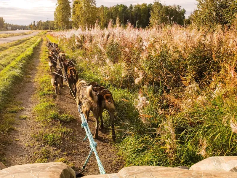 Summer Dog Sled Adventure Tour