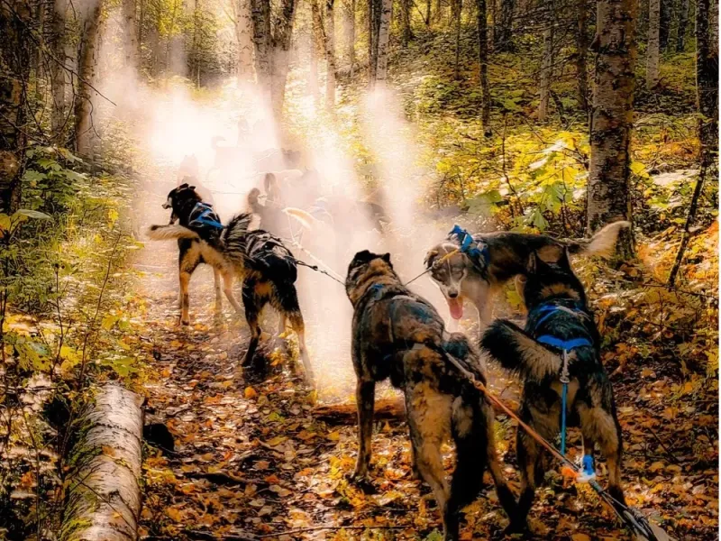 Fall Dog Sled Adventure Tour