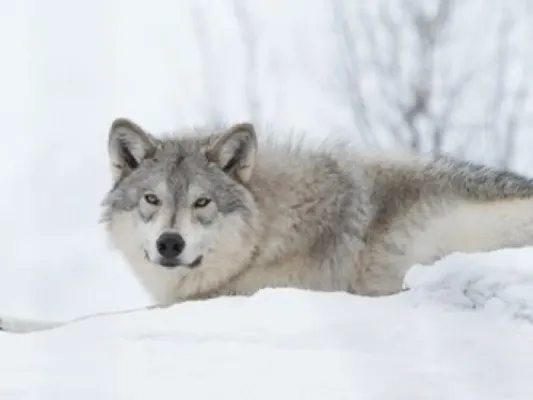 Winter Alaska Wildlife Tour