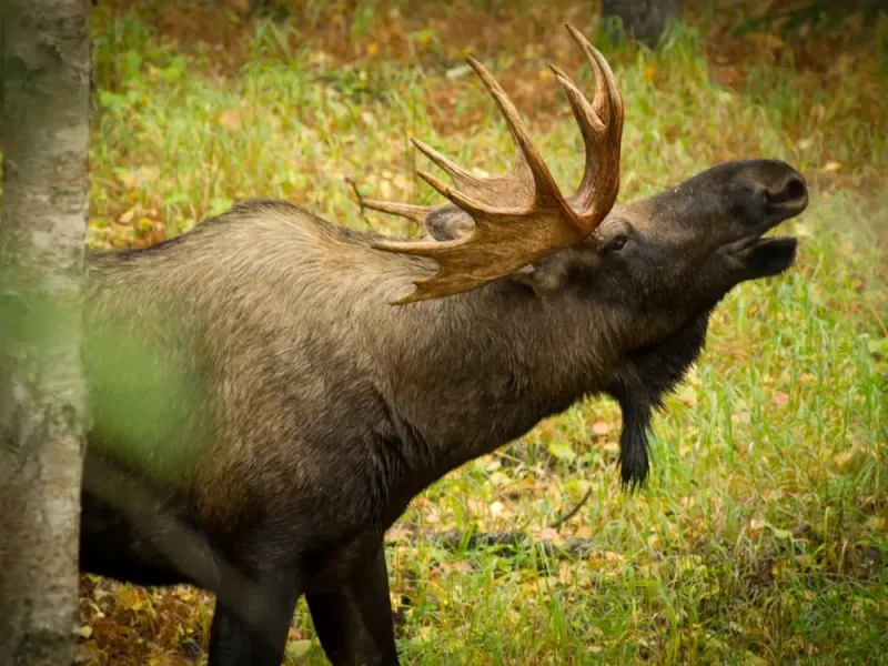 Turnagain Arm Tour