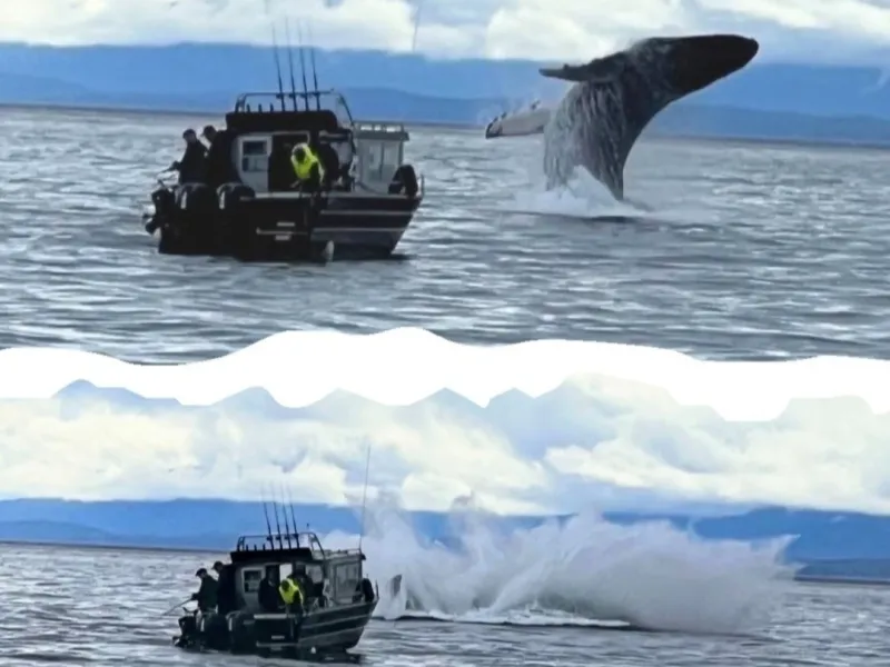 Whale Watching Cruise