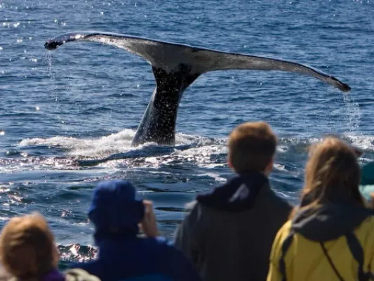 Juneau Whale Watching and Mendenhall Glacier Combo Tour