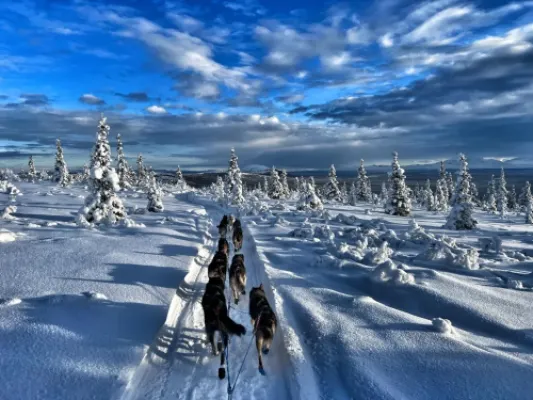 Winter Two Hour Dog Sled Ride