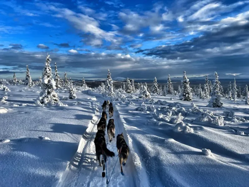 Winter Two Hour Dog Sled Ride