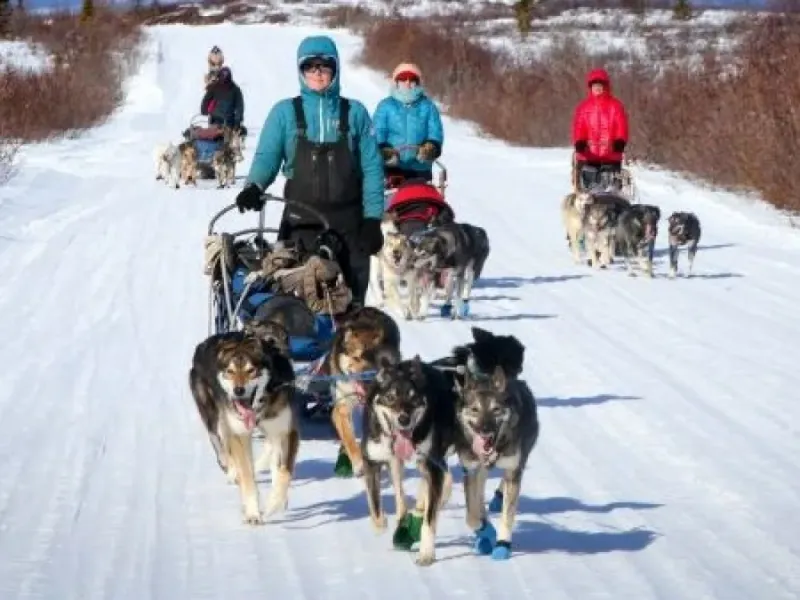 Winter Half Day Mushing School