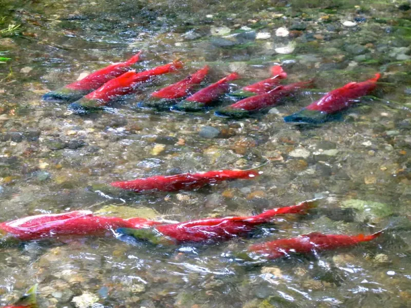 Red (Sockeye) Salmon Guided Fishing Adventure
