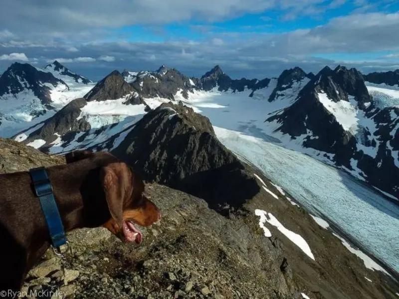 Exit Glacier Nature Hike with Guide