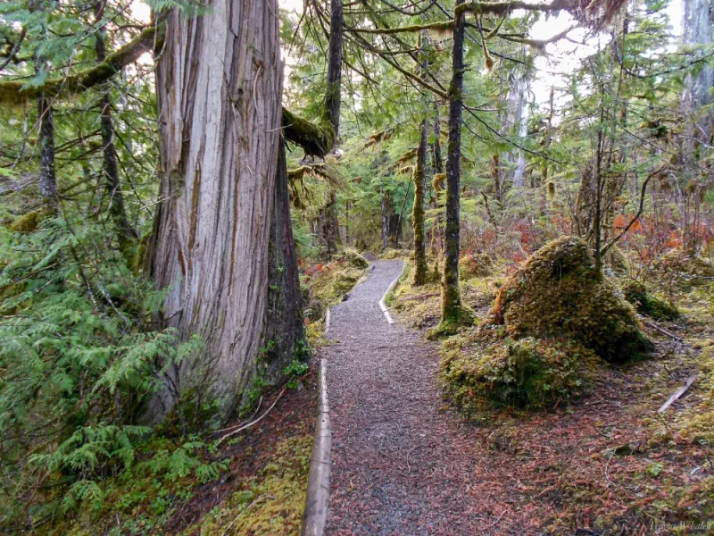 Magical Old-Growth Creek Trek